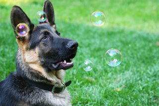 how to stop your pet putting on weight: chase bubbles
