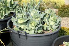 Cabbage Growing In Large Container