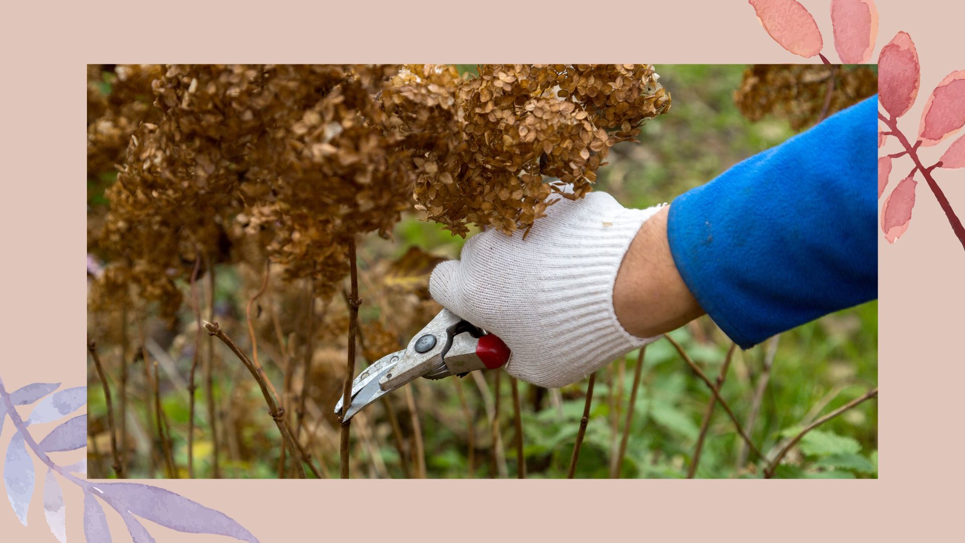 picture of person pruning spent hydrangea flowers