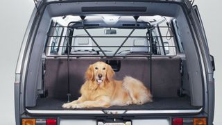 golden retriever in the trunk of a car