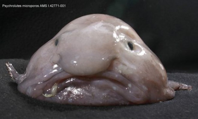 Critter of the Week: The Blobfish