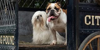 live-action Lady and the Tramp real life dogs