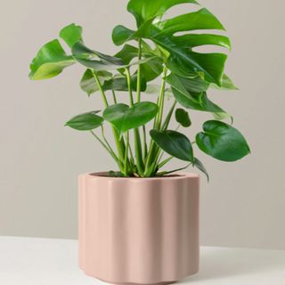 monstera plant in a pink pot 
