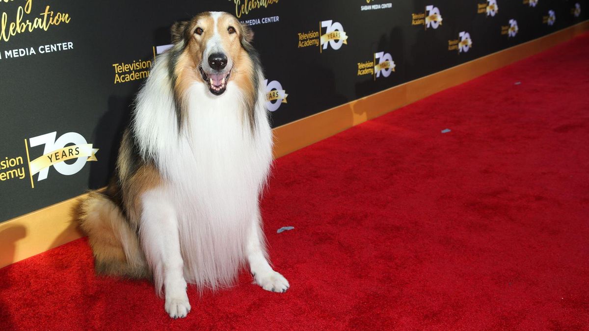 Lassie on the red carpet