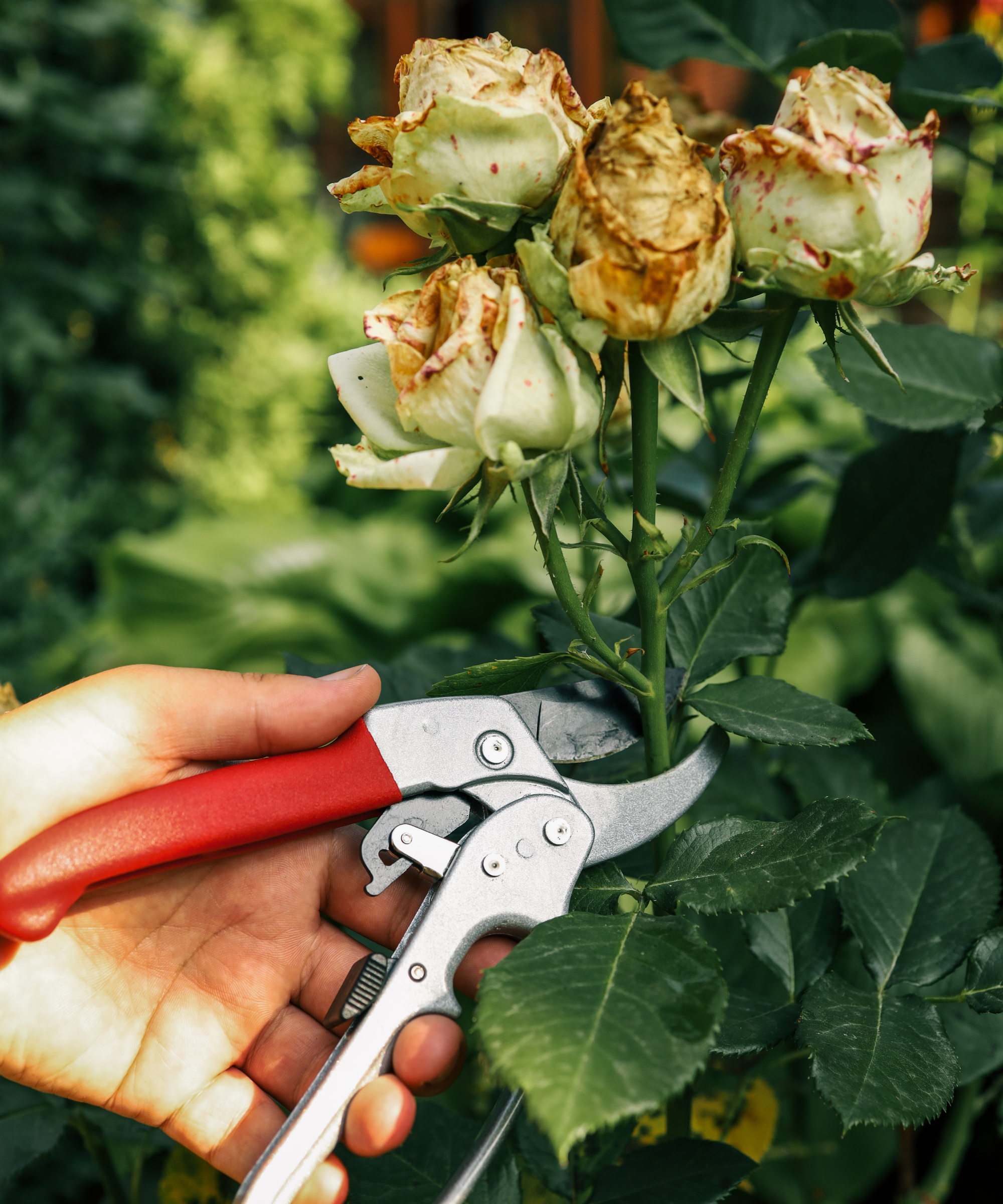 Pruning with red-handled garden shears, cutting wilted roses in a lush green garden. Gardening maintenance, plant care, and seasonal trimming for healthy plant growth.