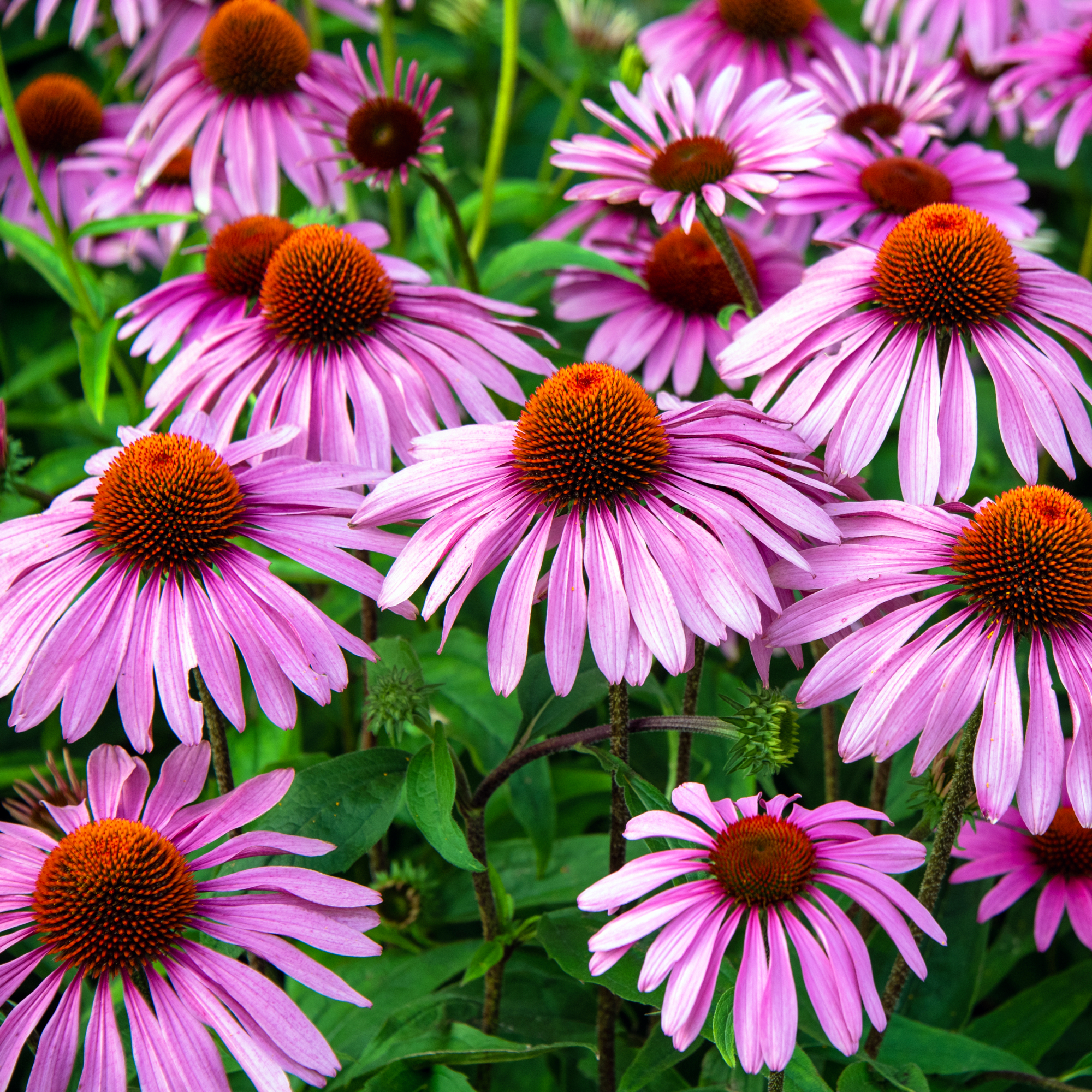 Lots of pink echinacea coneflower growing in a garden border