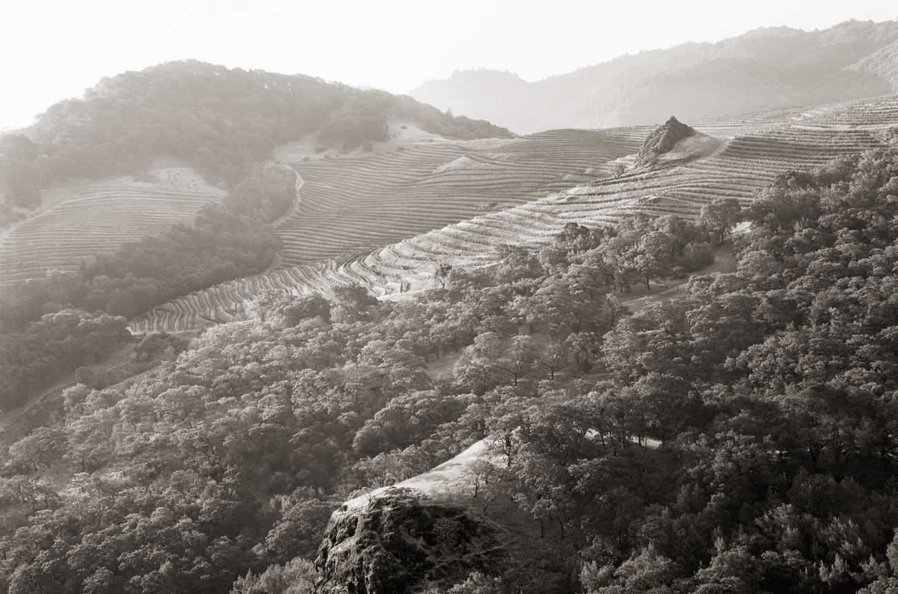 Cain-Cabernet-Vineyard-under-La-Piedra