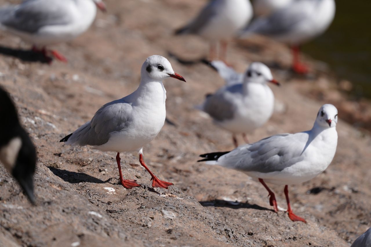Sony FE 600mm f/6.3 GM OSS sample image