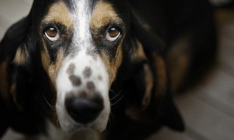 Basset hound