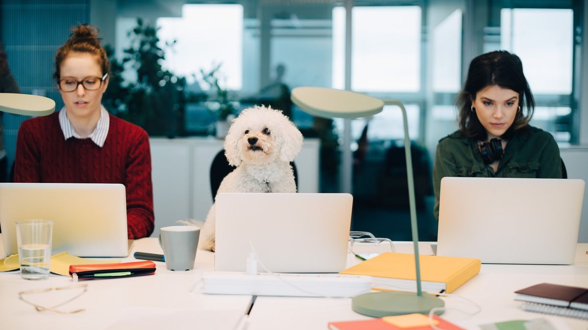 Female professionals using laptops while sitting with dog at desk in creative office