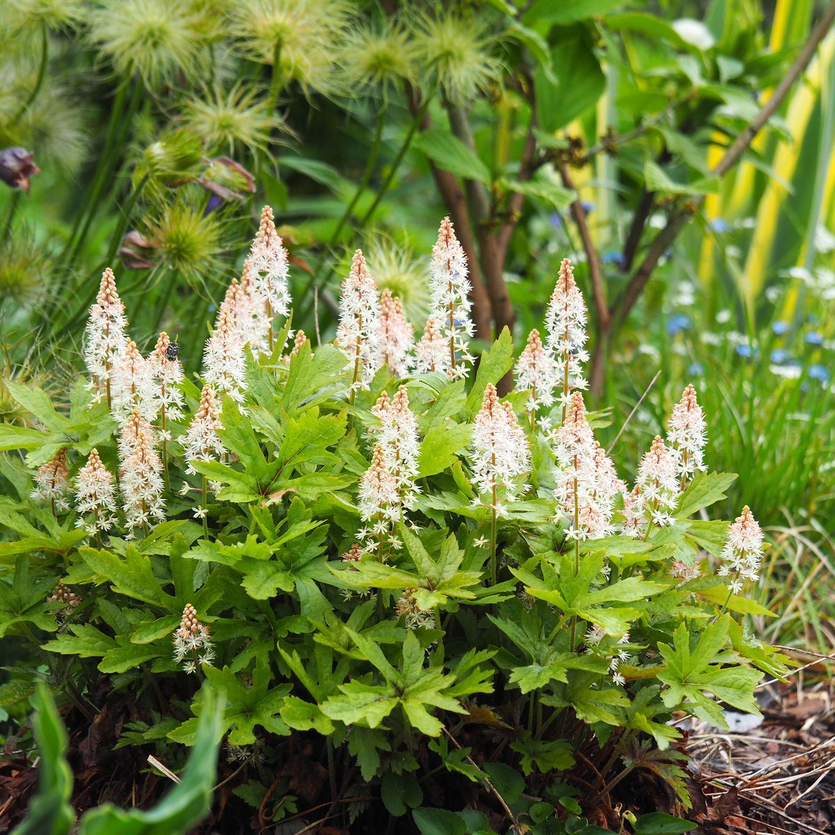 手入れが簡単な日陰植物8種：手入れが簡単な美しい植物で忘れられた隅を明るくしましょう