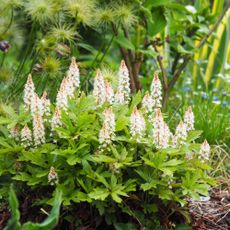 Heucherella 'Dayglow Pink' - foamy bells