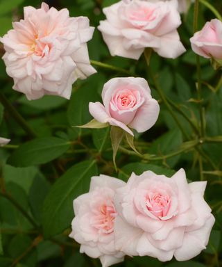 'Cecile Brunner' comes from ancient climbing rose stock