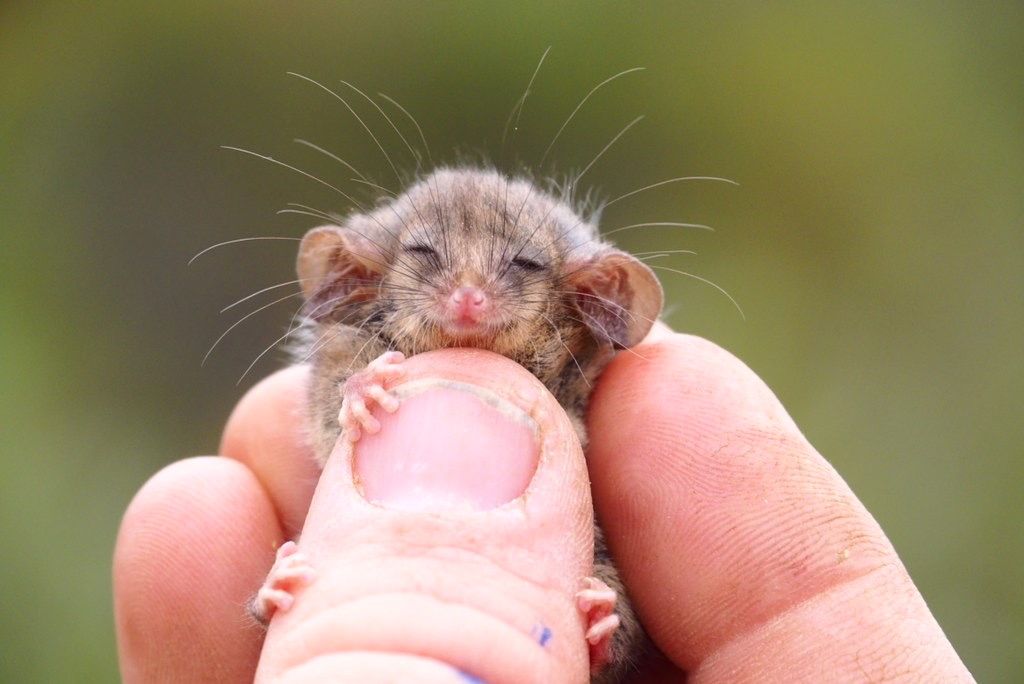 A pygmy possum.