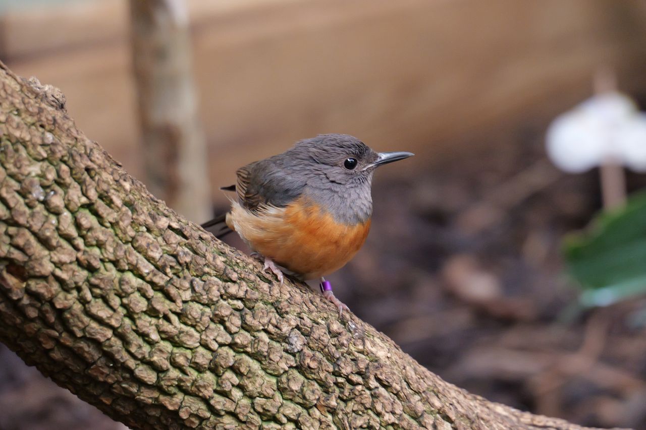 Small bird sitting on a branch
