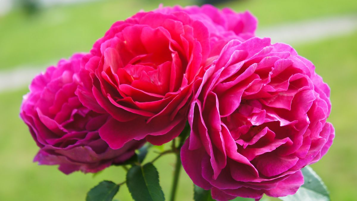 What Roses Need in July for Gorgeous Blooms – 5 Key Tasks and the Mistake That Can Stop Flowering