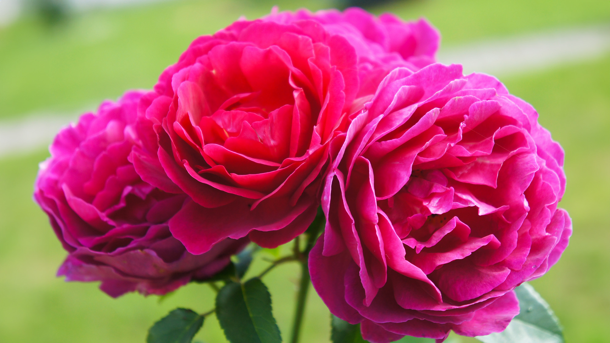 Three magenta red roses with green background