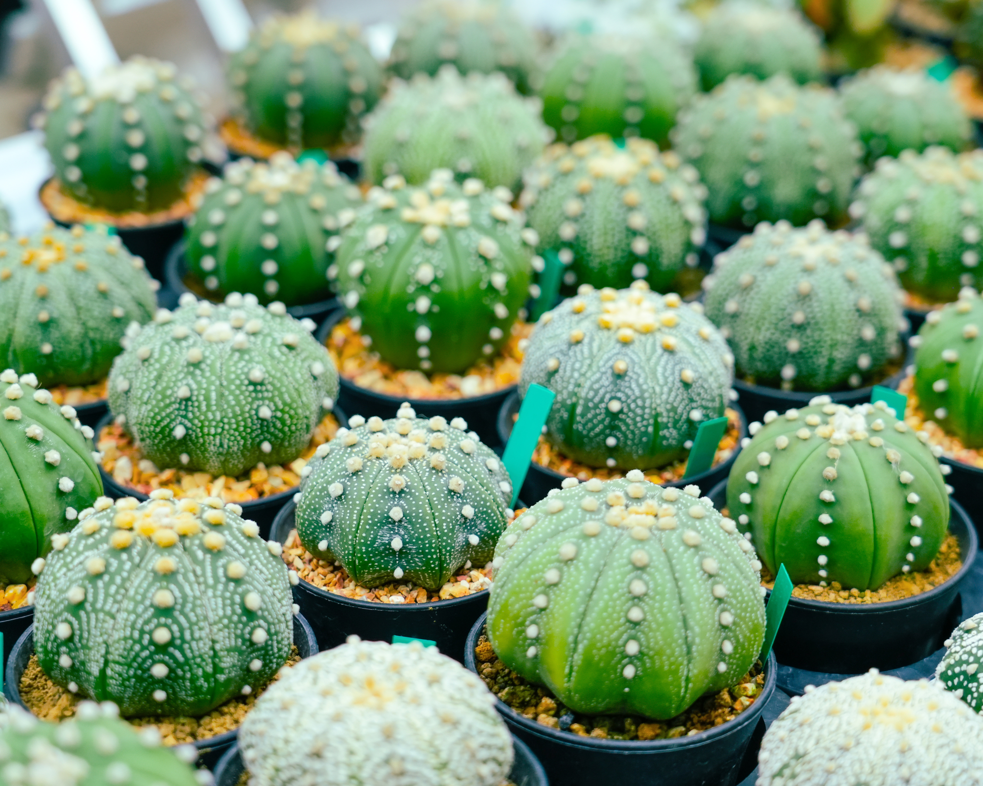 sand dollar cacti
