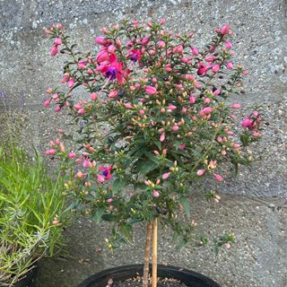 Standard fuchsia plant with pink and purple flowers in black pot against stone wall in garden