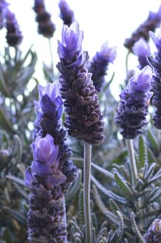 Close Up Of Lavender Plants