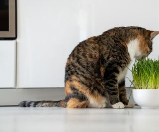 Tabby cat on white kitchen counter eating cat grass growing in a white bowl