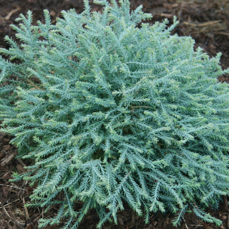 Pancake Arborvitae