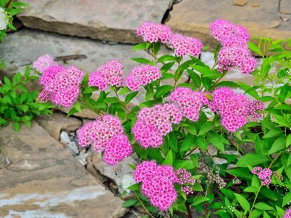 Pink Flowering Japanese Spirea Plants