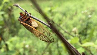 A bizarre fungal infection turns periodical cicadas into flying zombies.