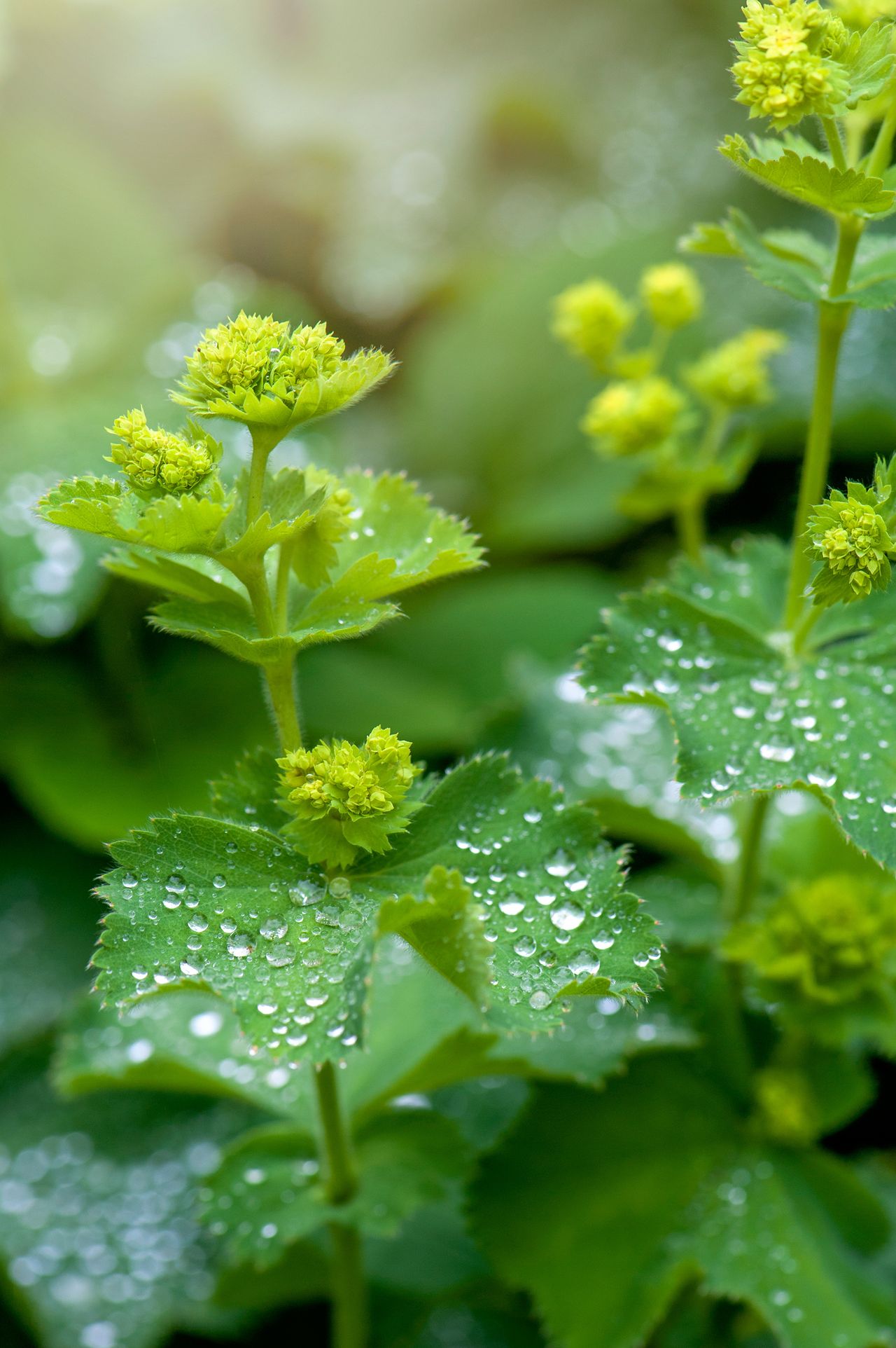 Best plants under trees 10 lovely varieties that will thrive