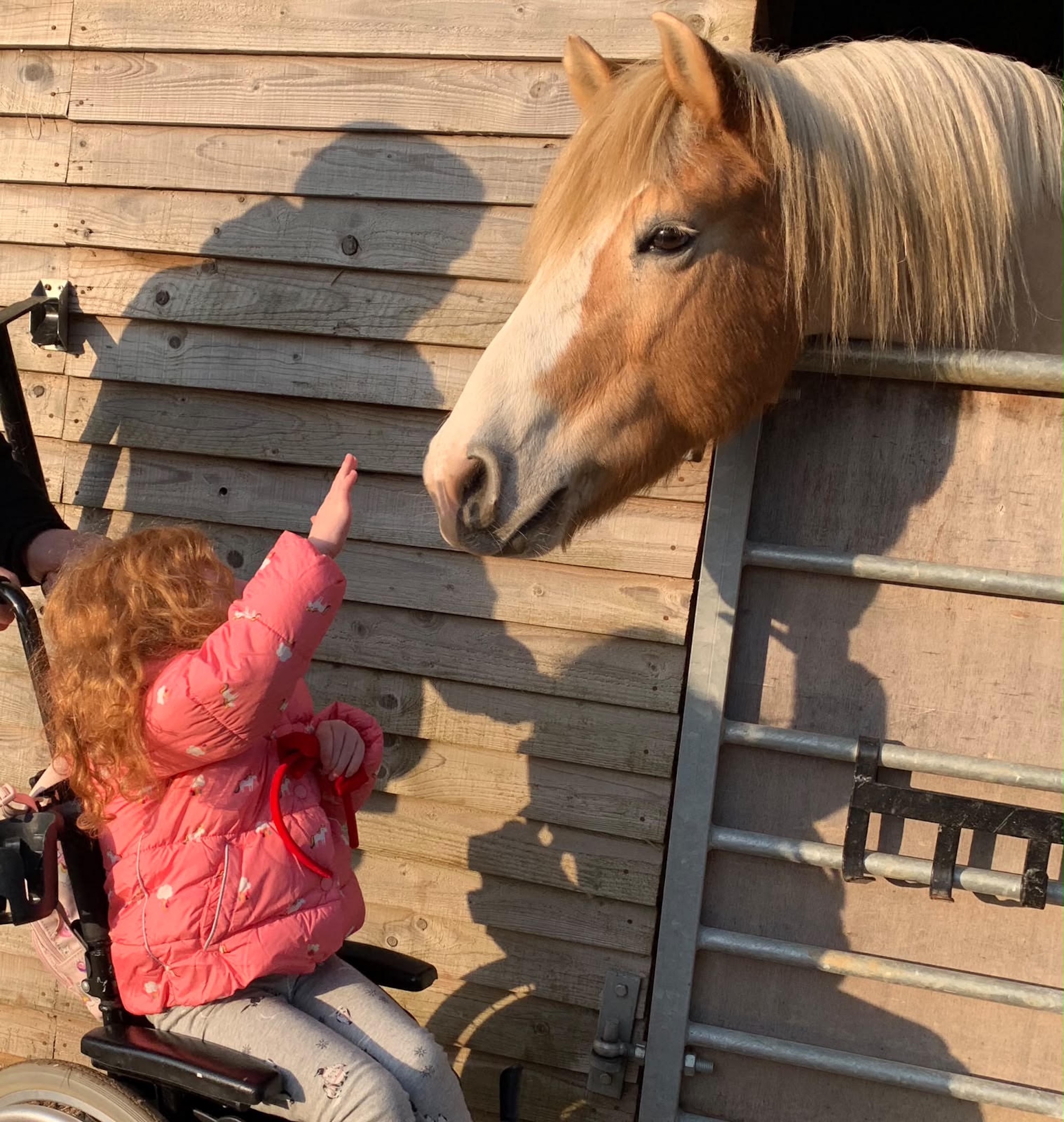 A young girl in a wheelchair strokes a pony over its stable door