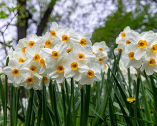 ‘Geranium’ daffodil