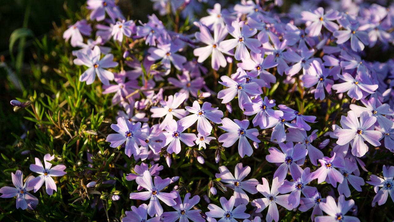 Creeping phlox with pink blooms in a sunny garden border