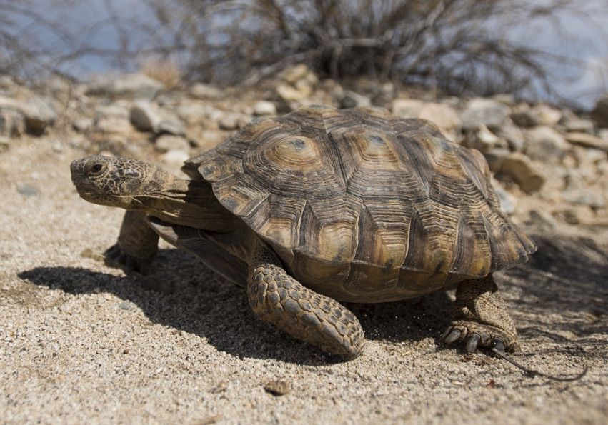 In Photos: Awe-Inspiring Desert Tortoises of the American West | Live ...