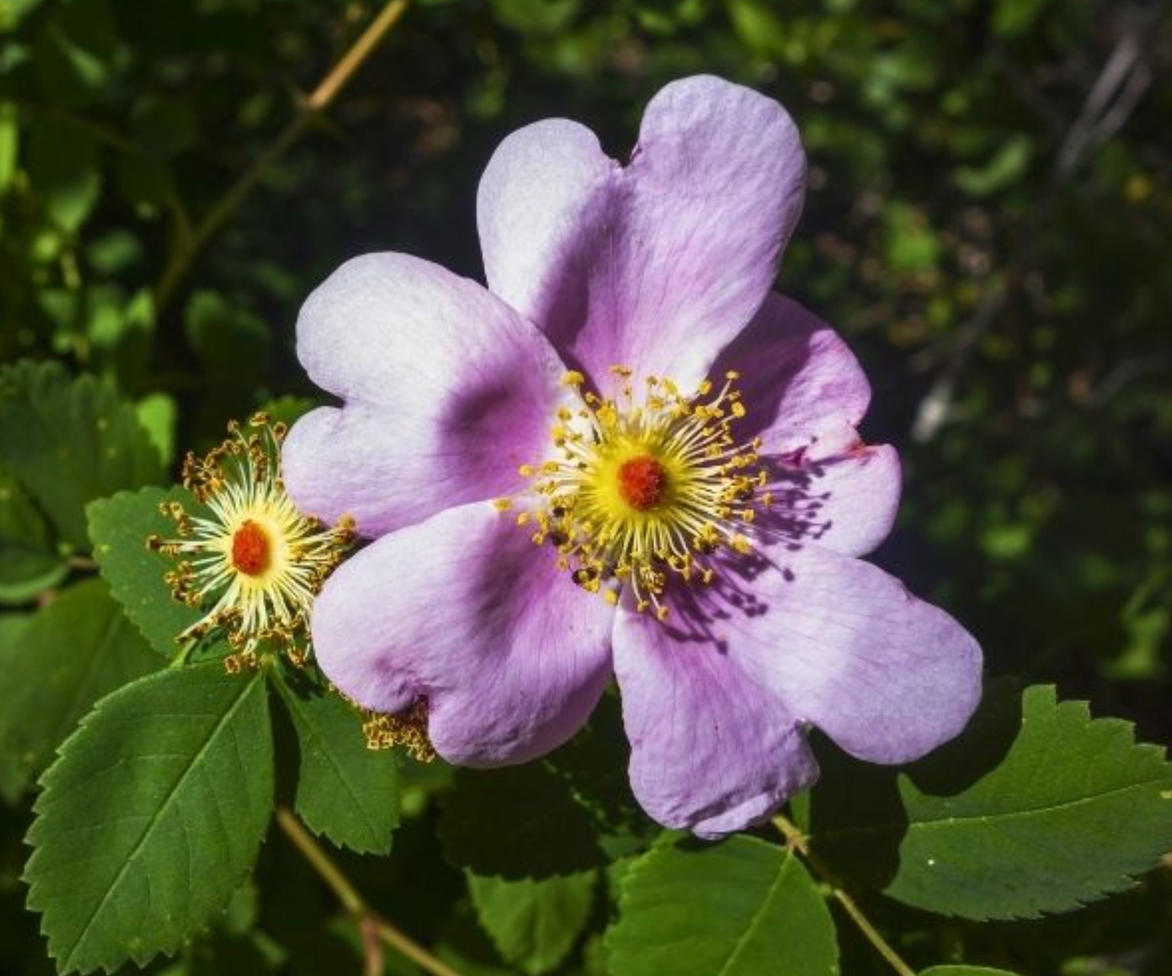 Rosa virginiana