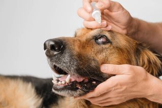 A dog having drops put into their eye