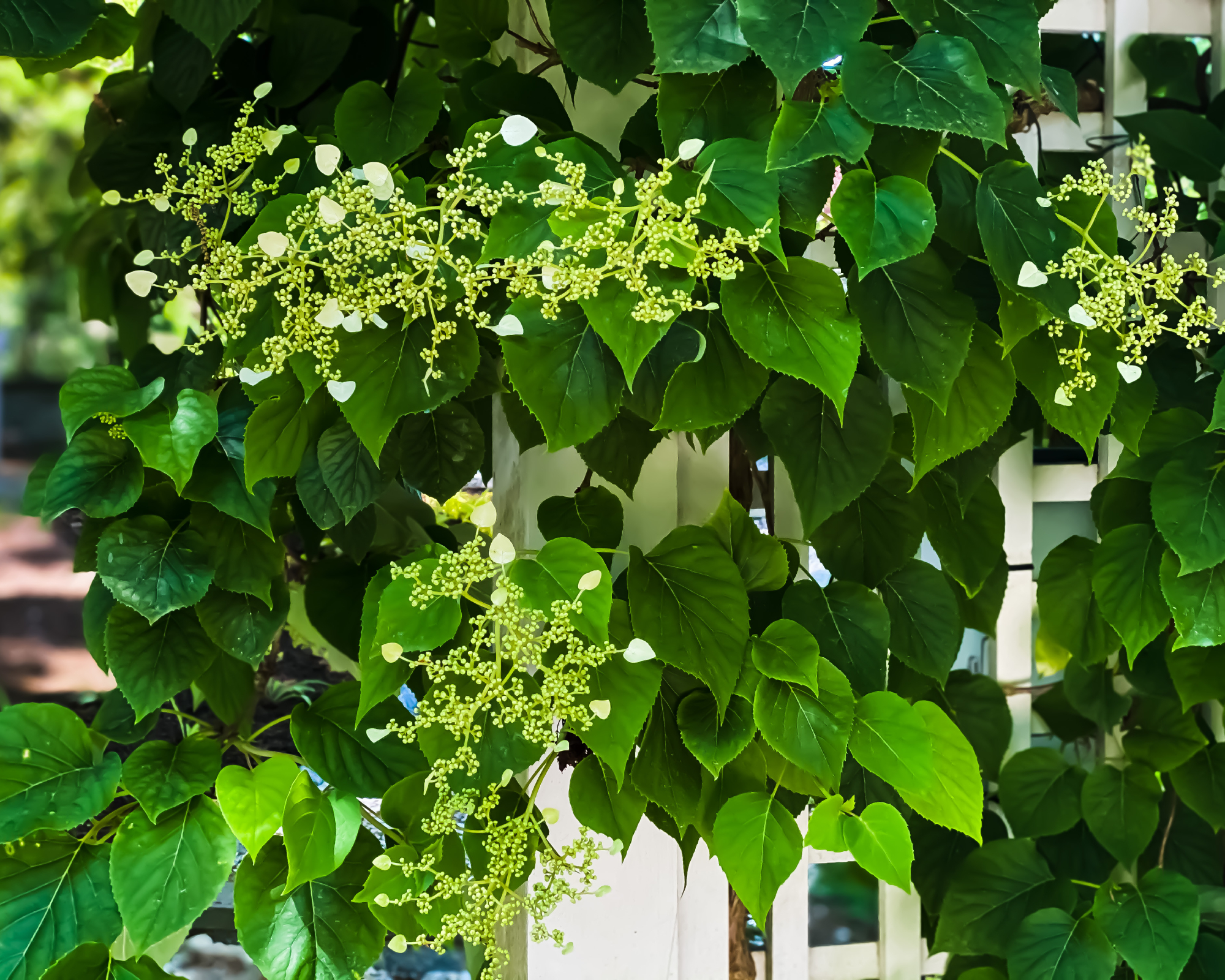 Climbing hydrangea on white trellis