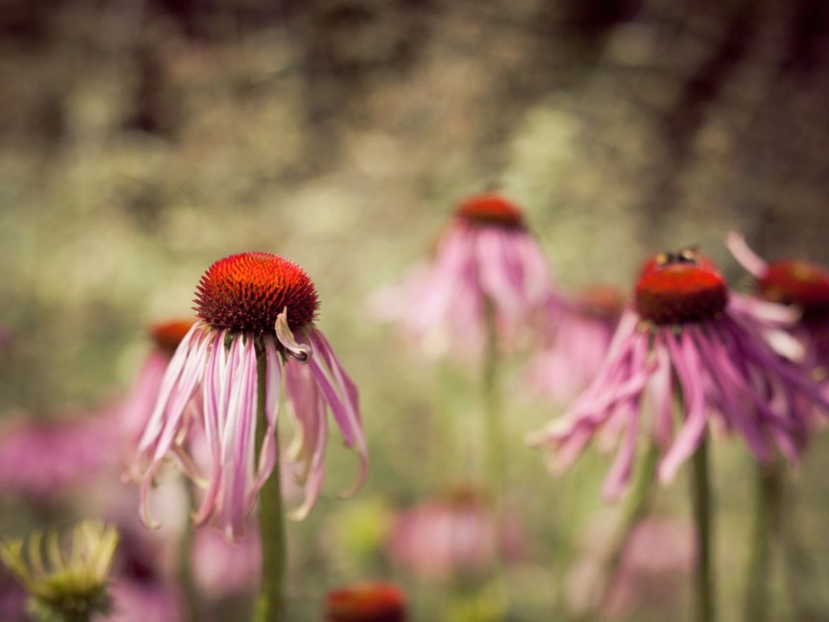 Deadheading Echinacea Plants Learn How To Deadhead Coneflowers