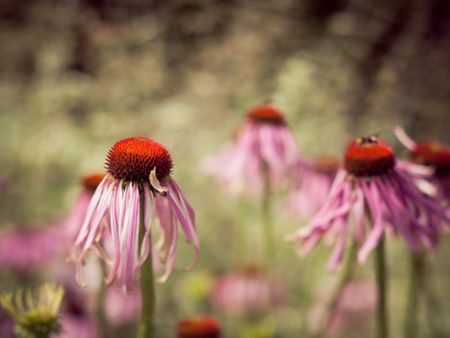 Dead Echinacea Flowers