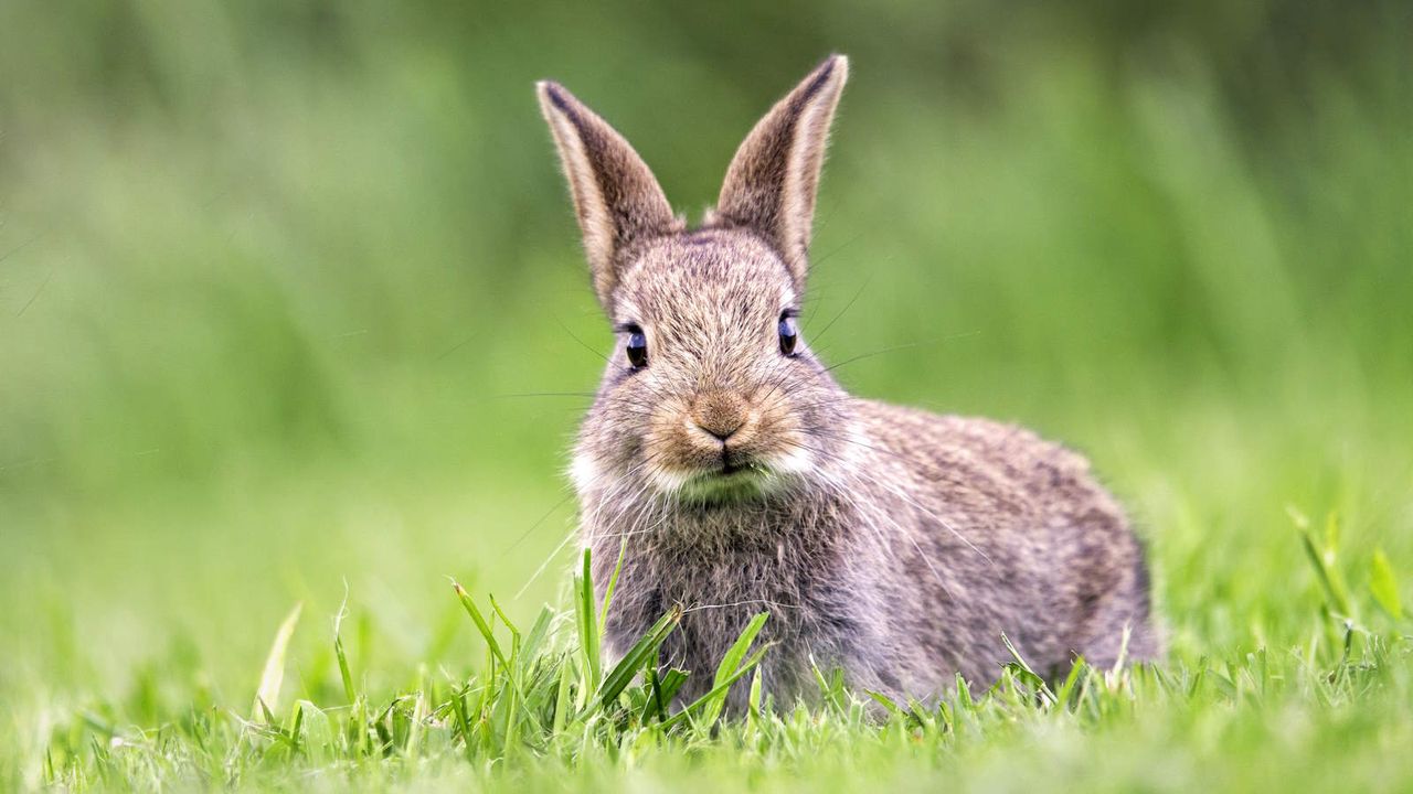 A rabbit eating grass on a green lawn