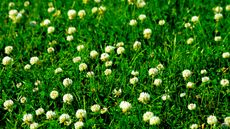 Clover lawn showing white flowers