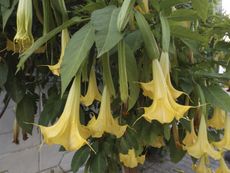 Yellow Brugmansia Plant
