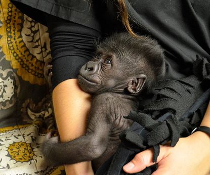 Zookeepers send baby gorilla shunned by her mom to new zoo
