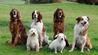 Group of different dogs