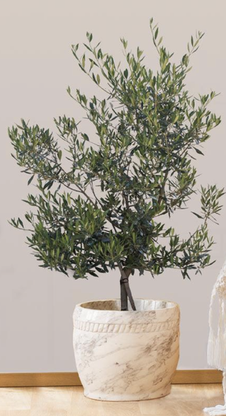 olive tree in a pot
