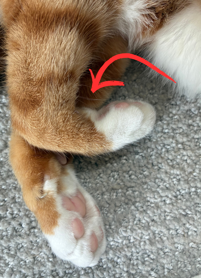 A close up of an orange cat's legs with an arrow