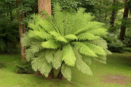 Large Tree Fern