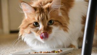 Maine coon cat eating her food and licking her mouth