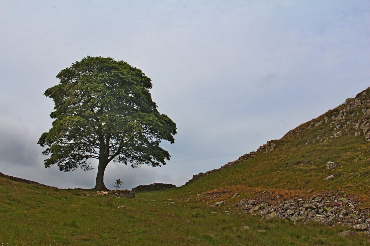 The Sycamore Gap tree, before it was felled last year.