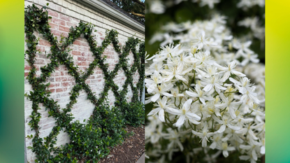 jasmine trellis next to a jasmine photo