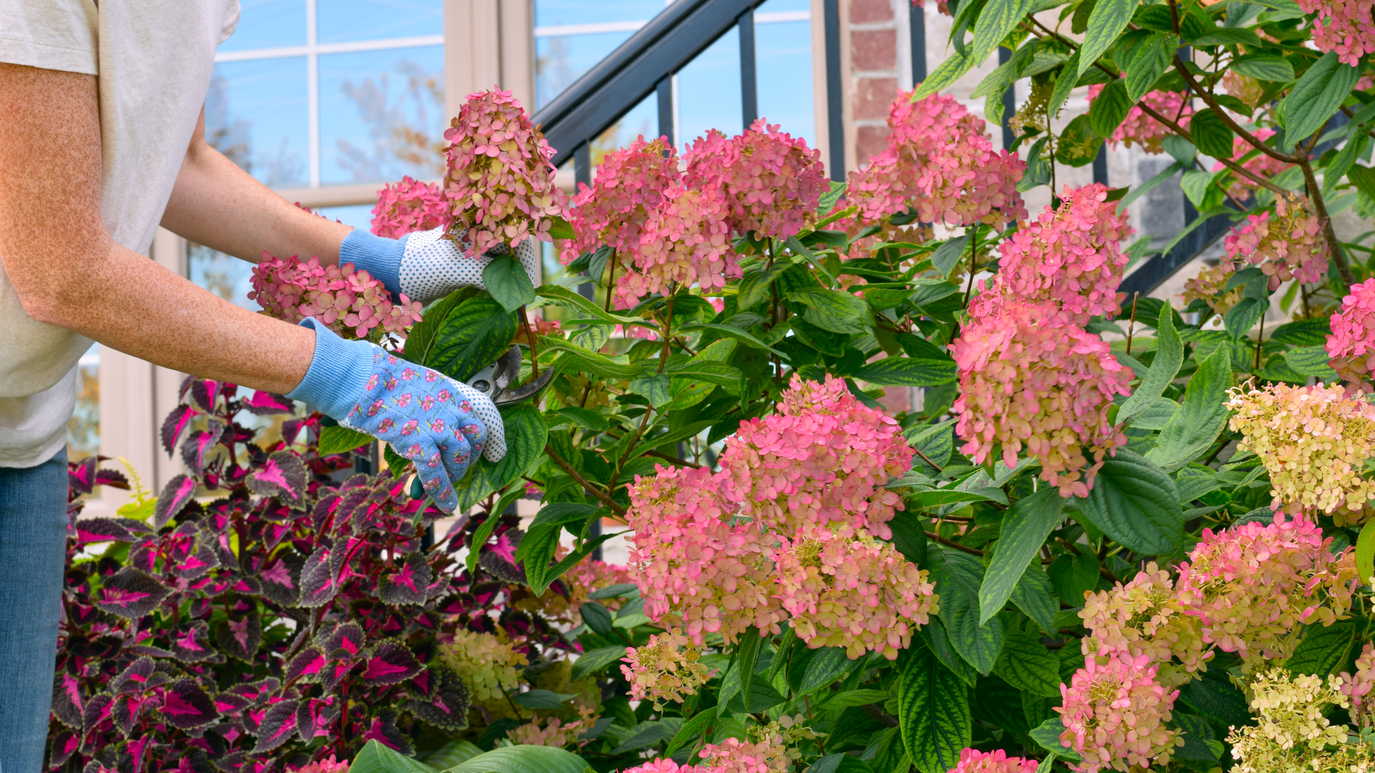 woman pruning panicle hydrangea
